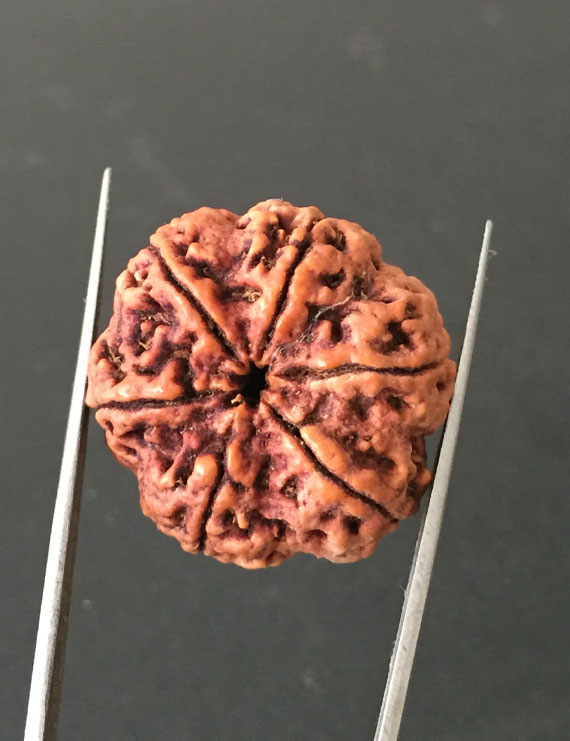 6 Mukhi Nepali Certified Rudraksha Size- 29.00mm